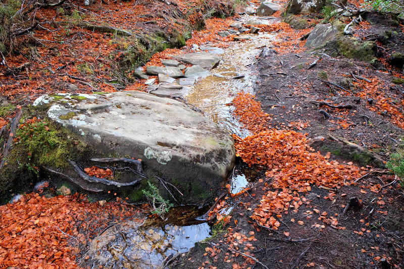 DSCF4511.jpg