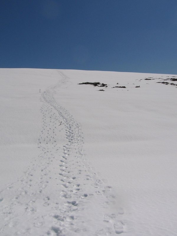 Cradle Mountain 2009 109.jpg