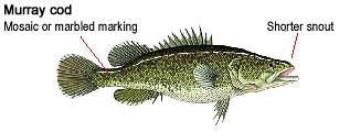 murrayCod.jpeg