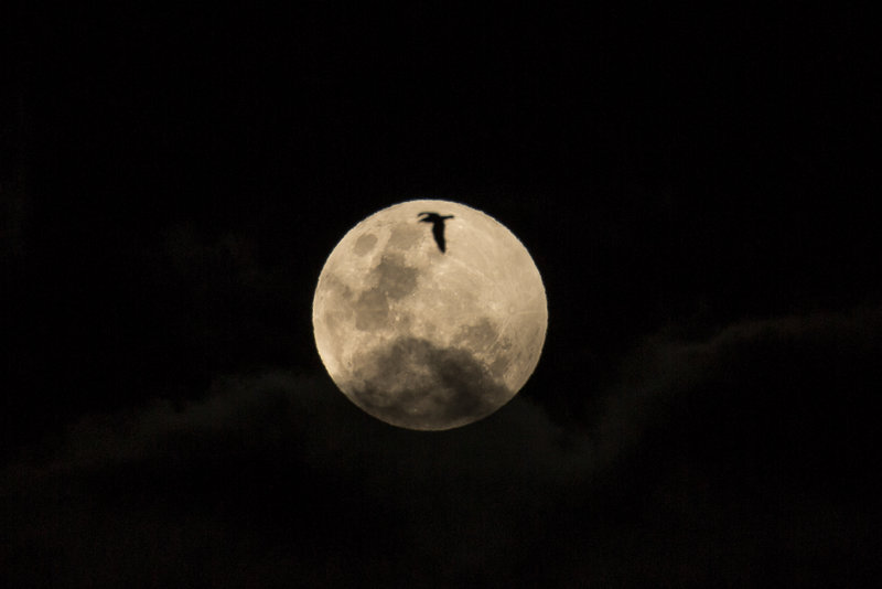 004 moon.jpg