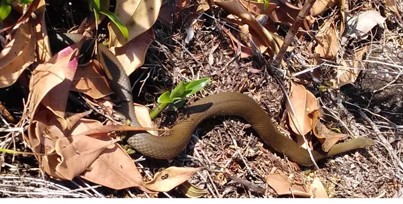 snake.jpg