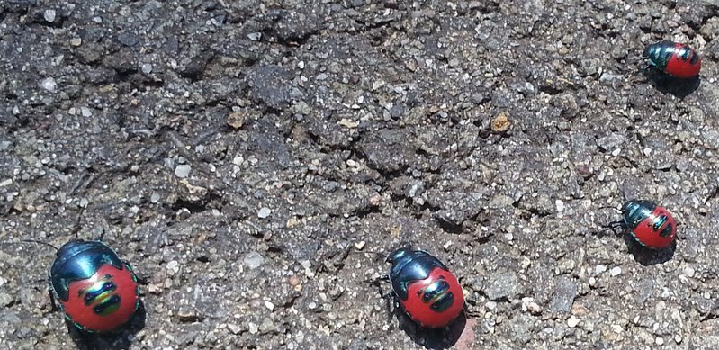 beetles.jpg