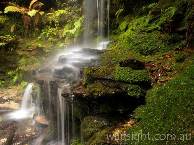 Ferns and moss at the base of Oakland Falls.jpg