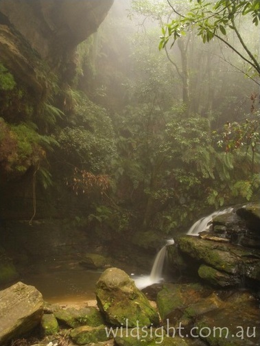 Cascade below Leura Cascades.jpg