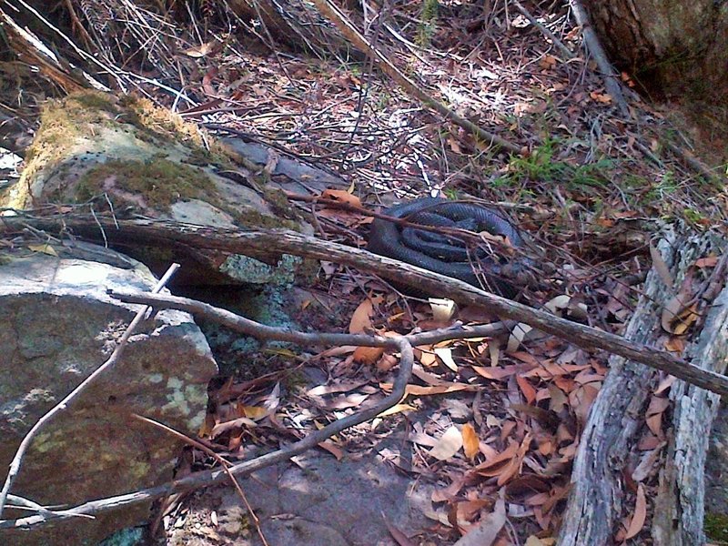 snake at bobbin head (4).jpg