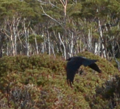 corvus 1a.png