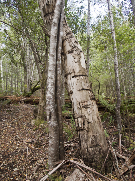 P1150380 TreeLinesBW.jpg