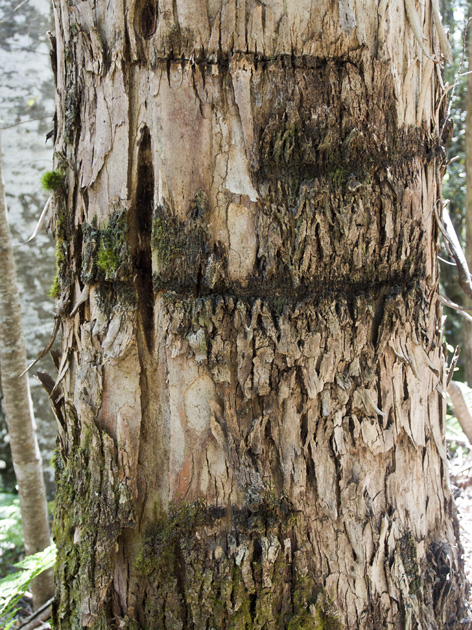 P1150379 TreeLinesBW.jpg