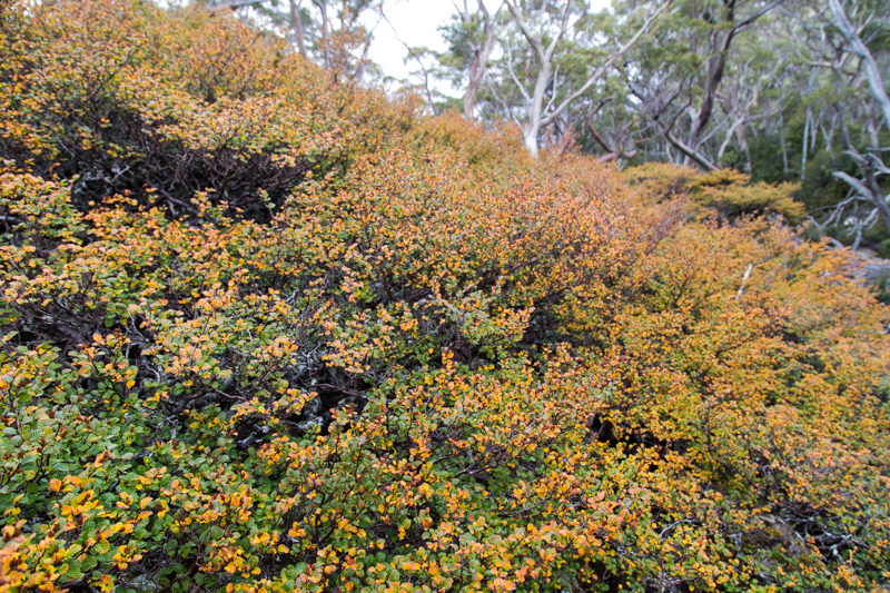MtField-004.jpg
