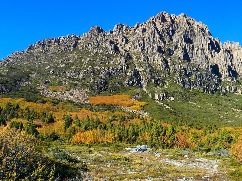 fagus2.jpg