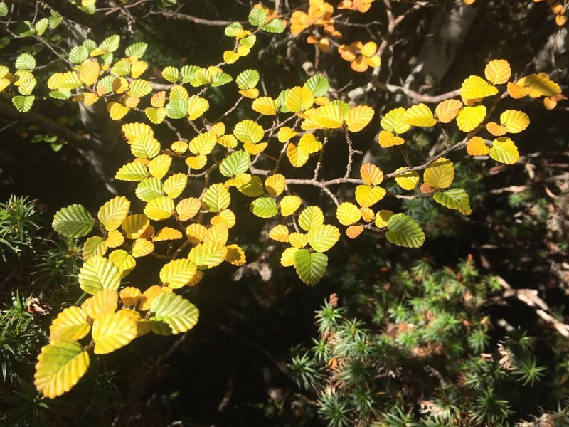 fagus4.jpg