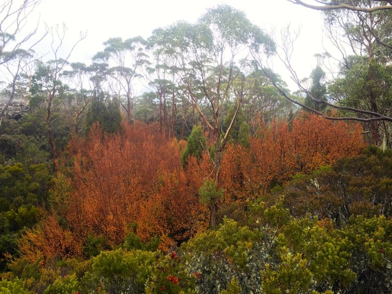 fagus5.jpg
