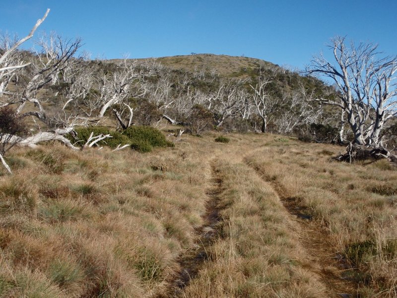 P4270716 (Medium).JPG
