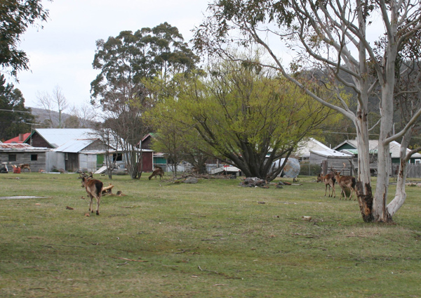 rossarden deer .jpg