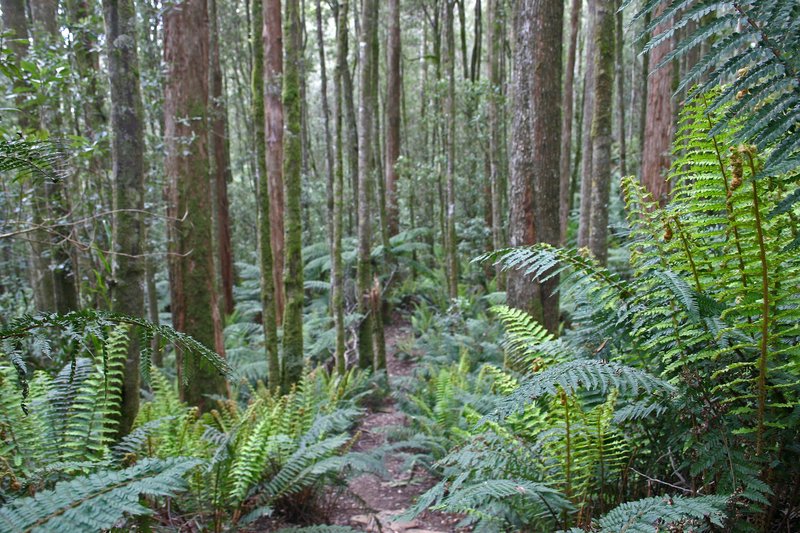 IMG_4849 fern glade med.jpg
