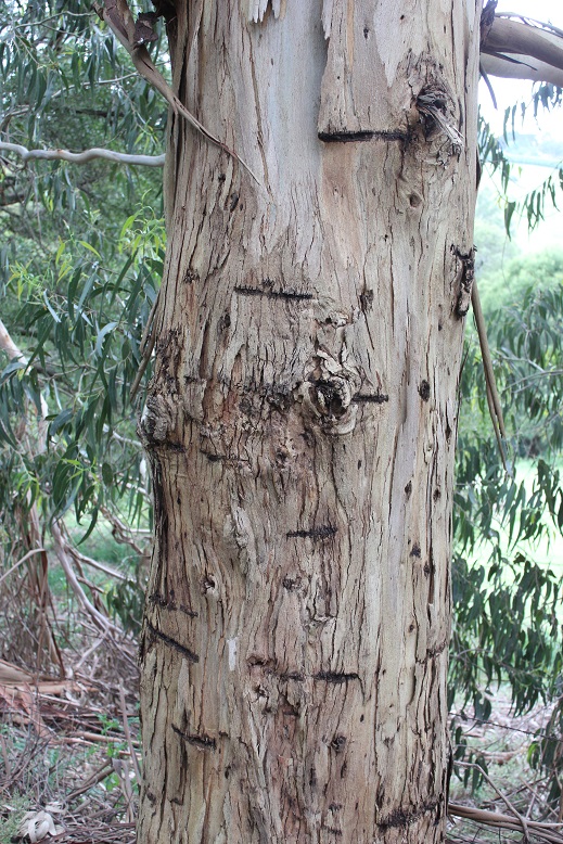 tree.jpg