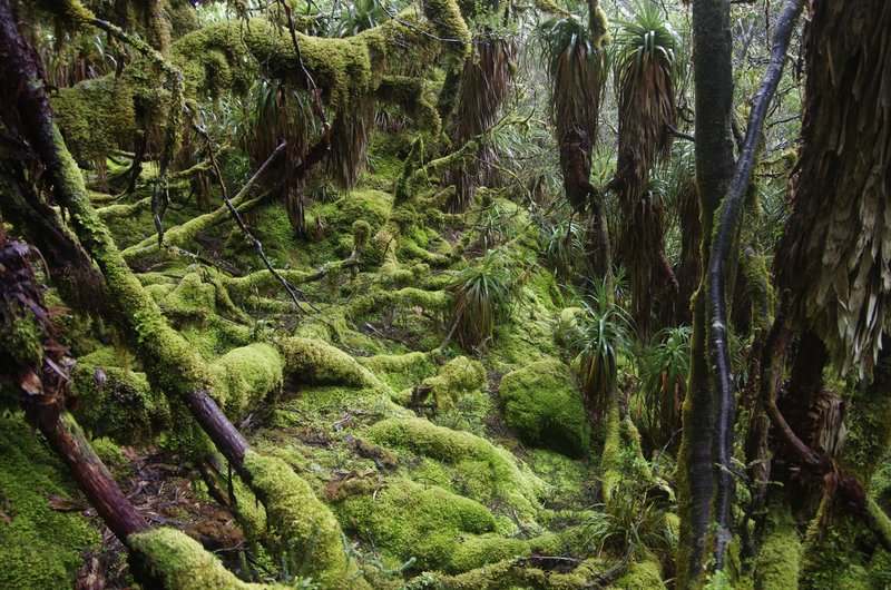 9696Mosses.jpg