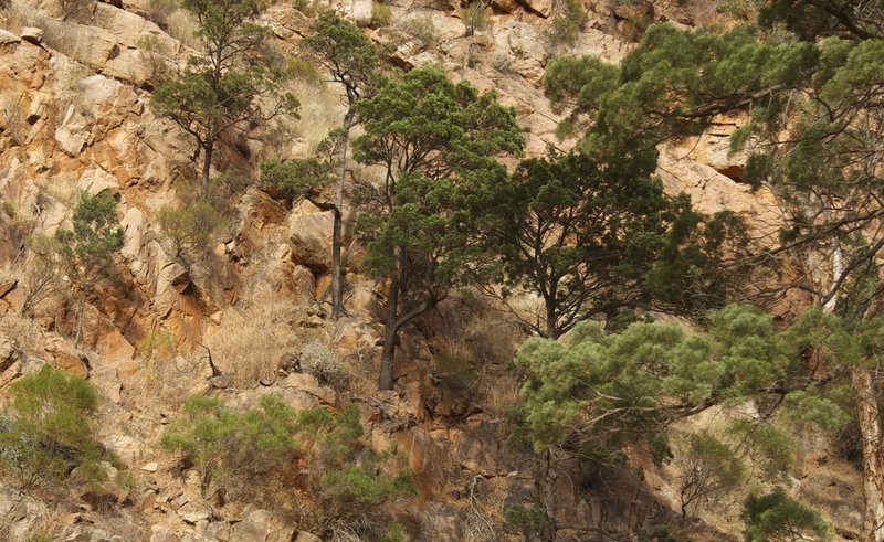 2- Telowie Gorge - spot the yellow footed rock wallaby.jpg