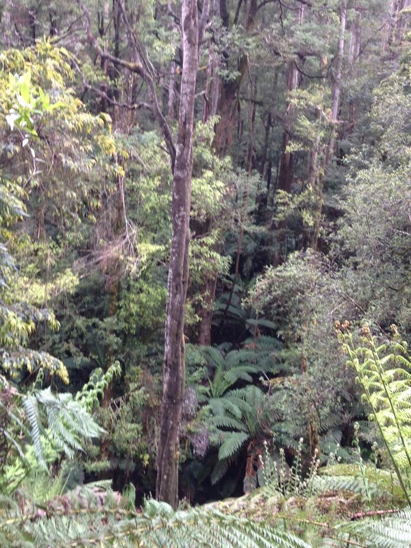 Ada River Rd Forest.JPG