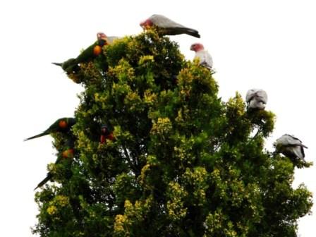 Rainbow Lorikeets & Galahs 2.jpg