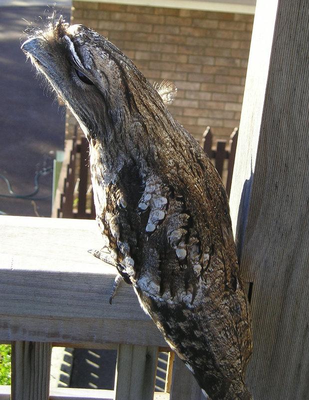 650tawny_frogmouth.jpg