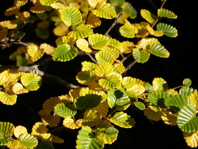 Fagus1.jpg