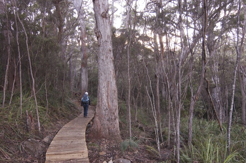 Day 4 - 1 Boardwalk walking towards Mt Fortescue.jpg