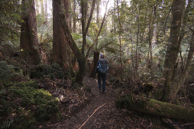 Day 4 - 4 Rainforest descending Mt Fortescue .jpg