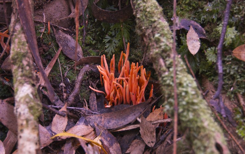 Day 4 - 5 Coral Fungi .jpg