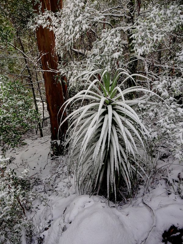 TREE AND HEATH PALM IN SNOW. REV 1 EMAIL.  P1040427_28_29_30_31_32_33_fused.jpg