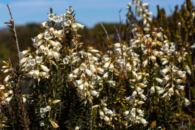 050 Epacris obtusifolia.JPG