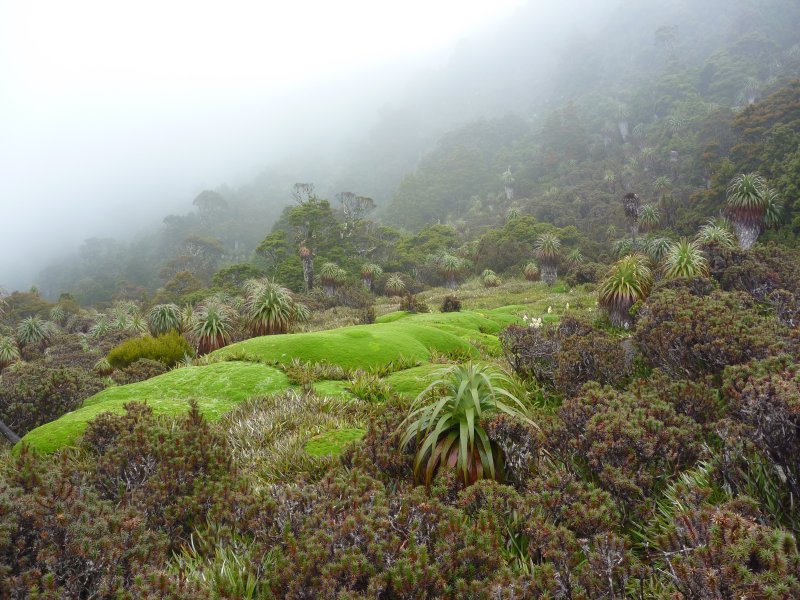 cushion plant.jpg