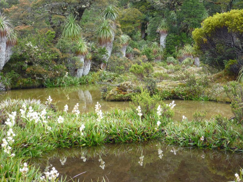 pool and pine flowers.jpg