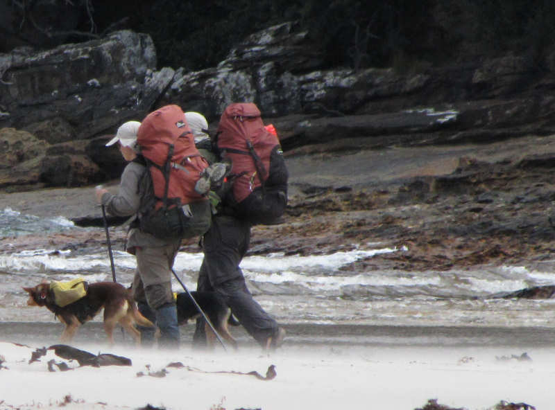 dogs_sc_rivulet.JPG