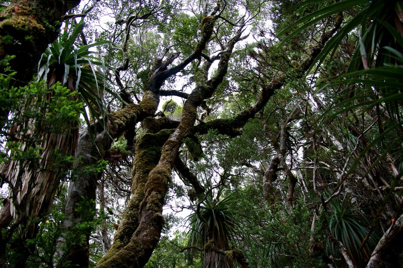 5205OozeForest.jpg