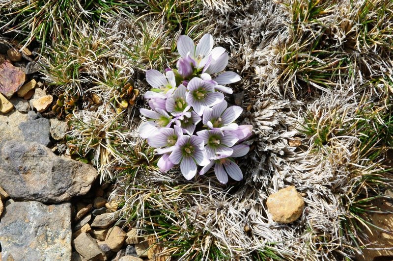 5321LaPerouseFlowers.JPG