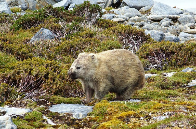 5362LaPerouseWombat.JPG
