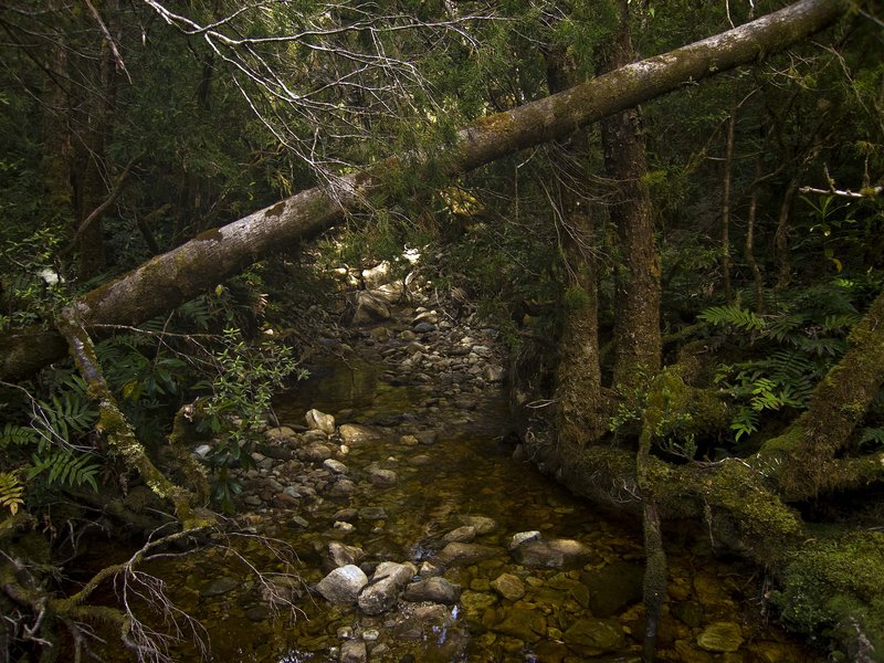 Creek from Vera heading up the needles.jpg