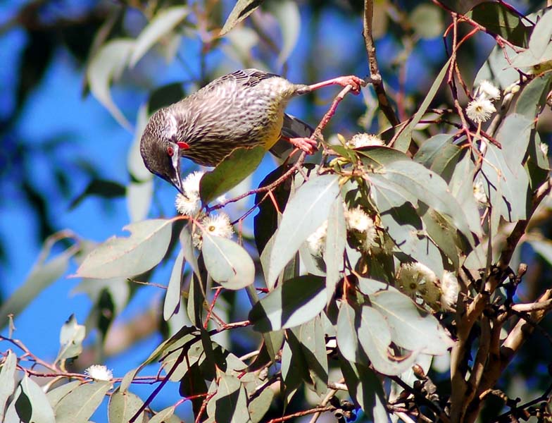 Birds - Red Wattle Bird sp.jpg