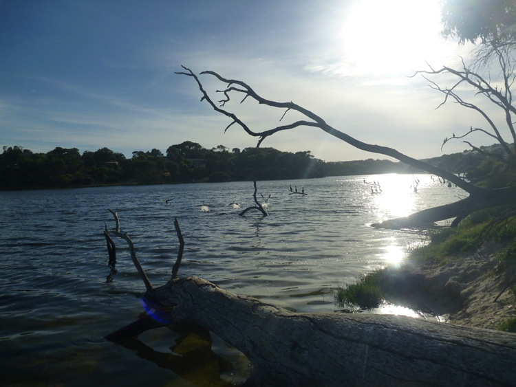 Cormorant tree.jpg