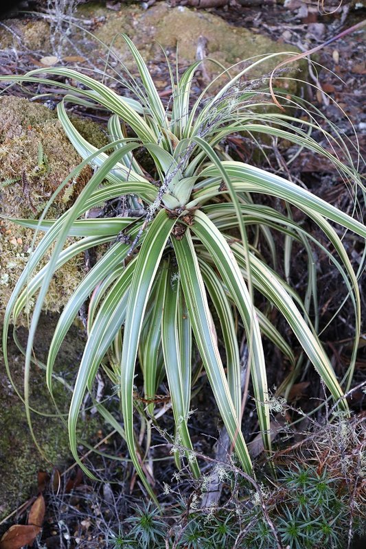 variegated pandani 2.jpg