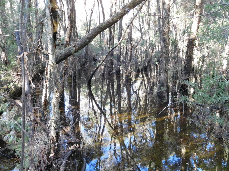 martinscreekswamp2016.jpg