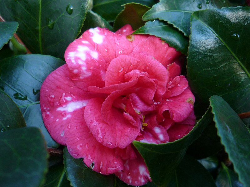 P1000043.JPG