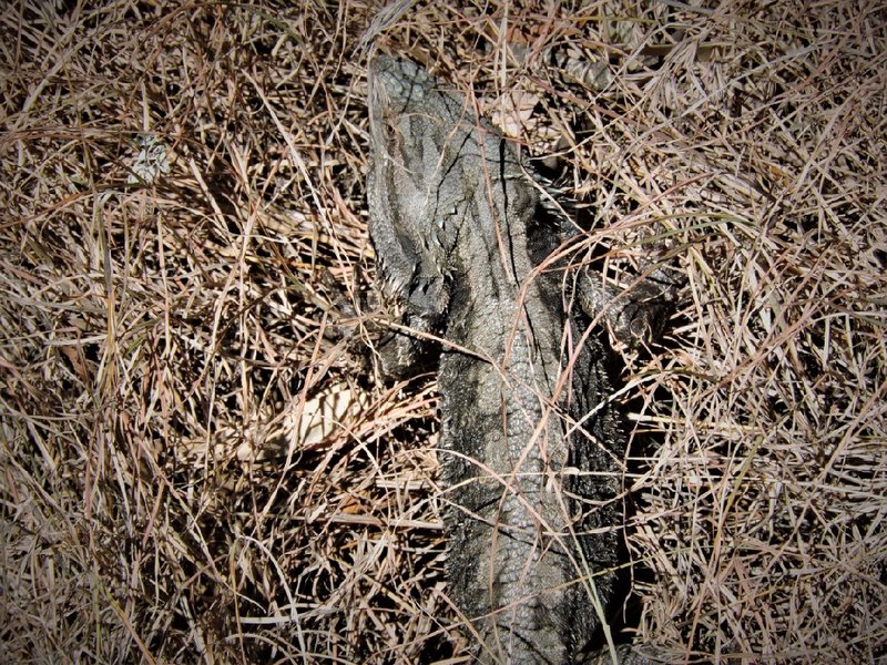 DSCN0542.jpgcopy_1024.jpg