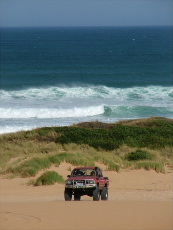 Lux on dune.jpg