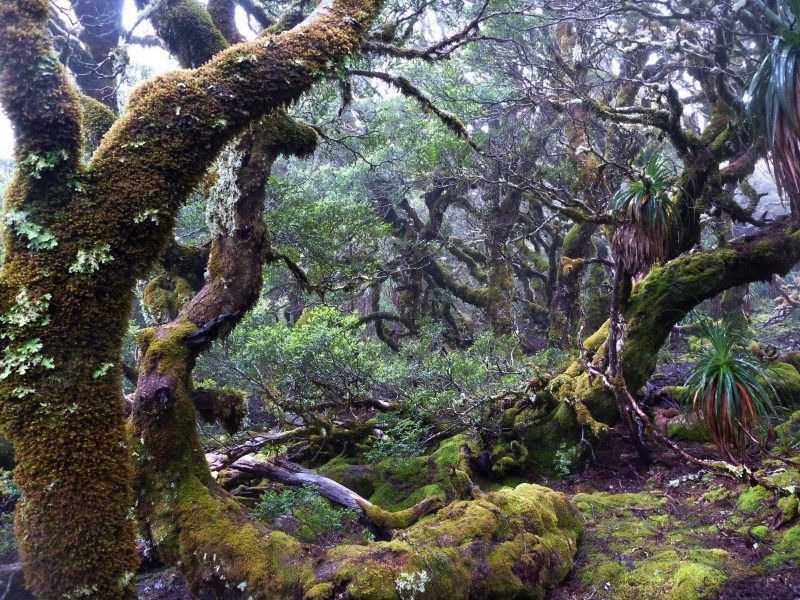 primeval%20forest.jpg
