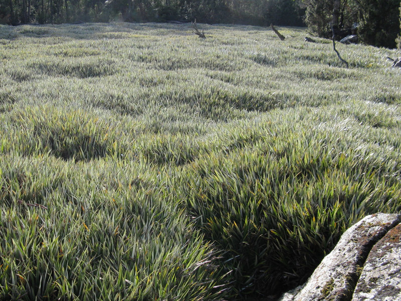 IMG_3599 Pineapple Grass.JPG
