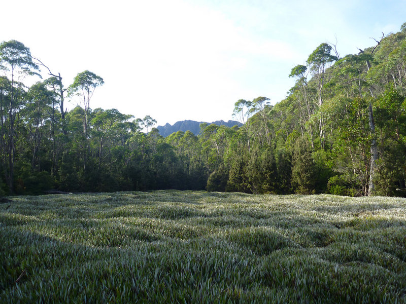 Pinapple picnic spot.jpg