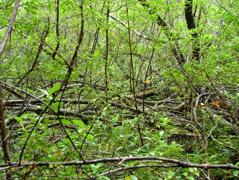 DSCF2830.jpg