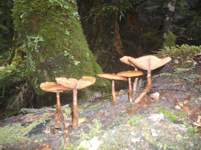a family of toad stools.JPG